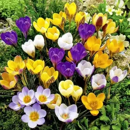 krokus-mix-50-szt-cebulki-xxl-50sztuk-cebulki-zestaw-pieknosc-ogrodu