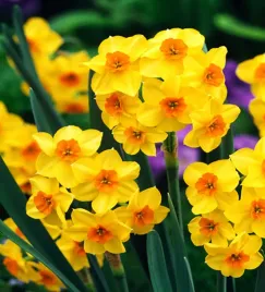 narcyz-wielokwiatowy-falconet-zolty-5-szt-narcyzy-cebule-cebulki-narcyza