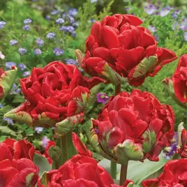 tulipany-tulipan-papuzi-rococo-zielono-czerwony-5-szt-cebulki-kwiatowe