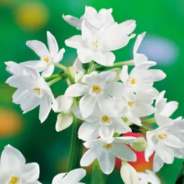 narcyz-pepperziva-white-bialy-bozenarozenie-bozonarodzeniowy-5-szt