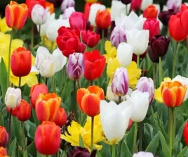 tulipan-mix-mieszanka-kolorow-25-sztuk-zestaw-duze-cebule-tulipany