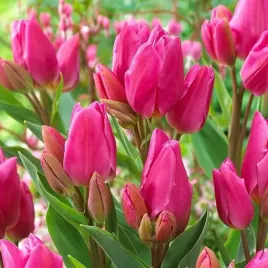 tulipan-wielokwiatowy-happy-family-rozowy-cebulki-zestaw-5-szt-cebule