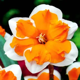 narcyz-pelny-zolty-pachnacy-orangery-dwu-kolorowy-5-szt-cebulki-narcyzy