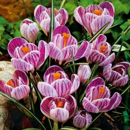 krokus-wielkokwiatowy-pickwick-5-szt-cebulki-kwiatowe-fioletowo-bialy