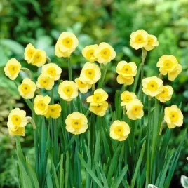 narcyz-sun-disc-5-sztuk-cebulki-pachnacy-dwu-kolorowy-5-szt-cebulki-narcyzy