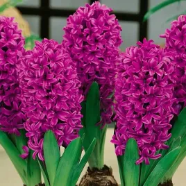 hiacynt-purpurowy-fioletowy-miss-saigon-cebulki-5-szt-cebulki-kwiatow
