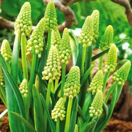 bellevalia-pycnantha-green-pearl-muscari-5-szt-szafirek-cebulki-zielony