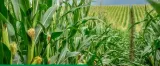 decis-expert-100ec-1l-deltametryna-stonka-wciornastek-forma-plyn