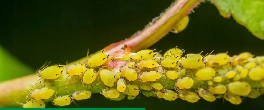 decis-expert-100ec-1l