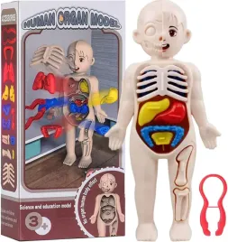 model-anatomiczny-ludzkiego-ciala-czlowieka-zabawka-dla-dzieci-w-lekarza