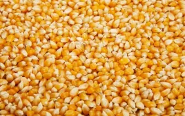 kukurydza-zolta-wedkarska-5-kg