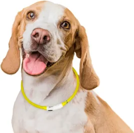 petstory-obroza-led-regulowana-do-70cm-swiecaca-usb-s-l-dla-psa-kota
