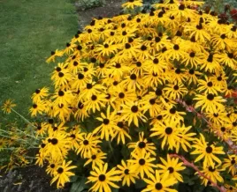 rudbekia-blyskotliwa-zolta-goldstrum-sadzonka-c2