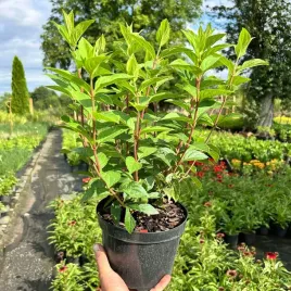 hortensja-bukietowa-living-strawberry-blossom-duza-sadzonka-3l-c3