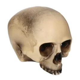 czaszka-czacha-trupa-ludzka-bez-szczeki-dekoracja-na-halloween-20cm