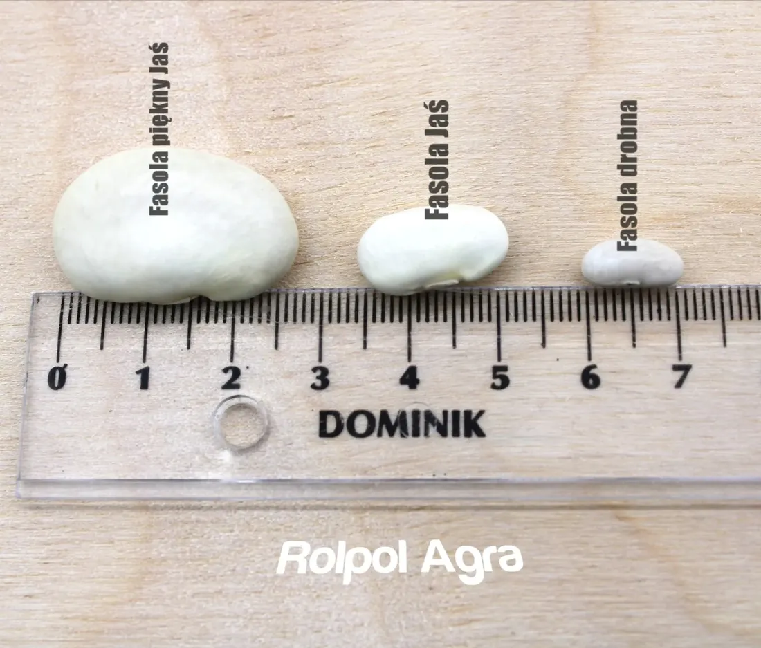 fasola-jas-5-kg