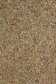 siemie-lniane-brazowe-spozywcze-5kg