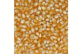 popcorn-ziarno-kukurydza-do-prazenia-25kg-argentyna