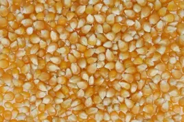 popcorn-ziarno-kukurydza-do-prazenia-200g-argentyna