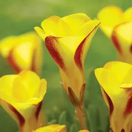 oxalis-szczawik-golden-cape-1szt-zolto-czerwony-cebulki-cebule-kwiatowe