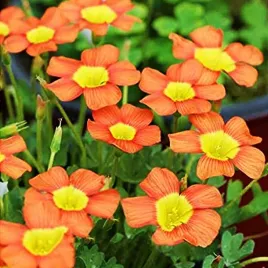 oxalis-szczawik-obtusa-3-szt-pomaranczowy-cebulki-cebule-kwiatowe