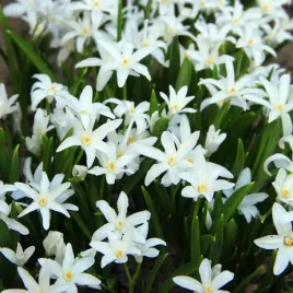 chionodoxa-snieznik-lsniacy-luciliae-alba-biala-5szt-cebulki-cebule-kwiaty