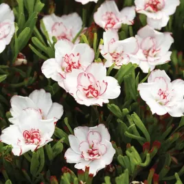 oxalis-szczawik-pink-wonder-3-szt-bialo-czerwony-cebulki-cebule-kwiatowe