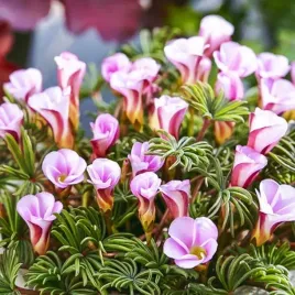 oxalis-szczawik-autumn-pink-3-szt-jasno-rozowy-cebulki-cebule-kwiatowe