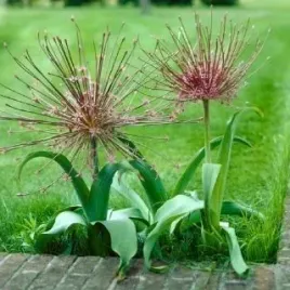 czosnek-ozdobny-szuberta-allium-schubertii-zdrowa-ladna-cebulka-16-18