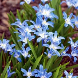 chionodoxa-snieznik-lsniacy-blue-giant-5-szt-cebulki-cebule-niebieski