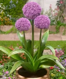 allium-czosnek-ozdobny-party-baloos-filetowy-20-1-szt-duza-cebula-zrowa