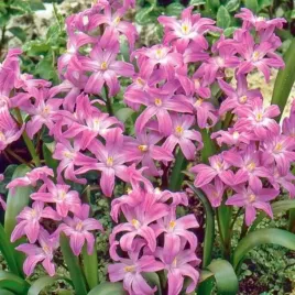 chionodoxa-snieznik-lsniacy-pink-giant-5-szt-cebulki-cebule-rozowy