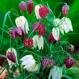 fritillaria-szachownica-kostkowata-5-szt-cebulki-cebule-kwiaty-mix-kolorow