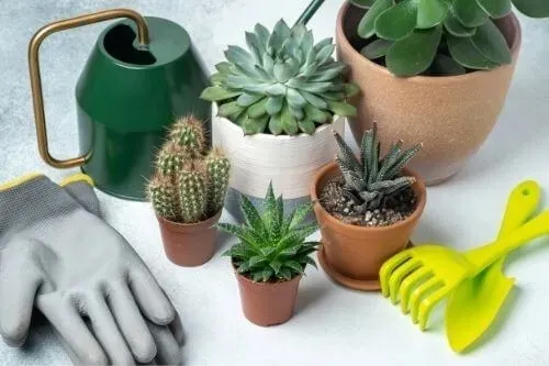 podloze-do-kaktusow-5l-compo-stan-nowy-pojemnosc-5-l