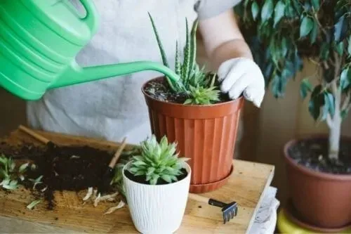 podloze-do-kaktusow-5l-compo-stan-nowy-marka-compo