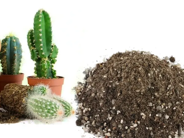 podloze-do-kaktusow-5l-compo-rodzaj-ziemia-uprawna-stan-nowy