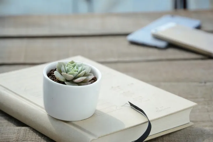 podloze-do-kaktusow-5l-compo-rodzaj-ziemia-uprawna-kod-producenta-100p