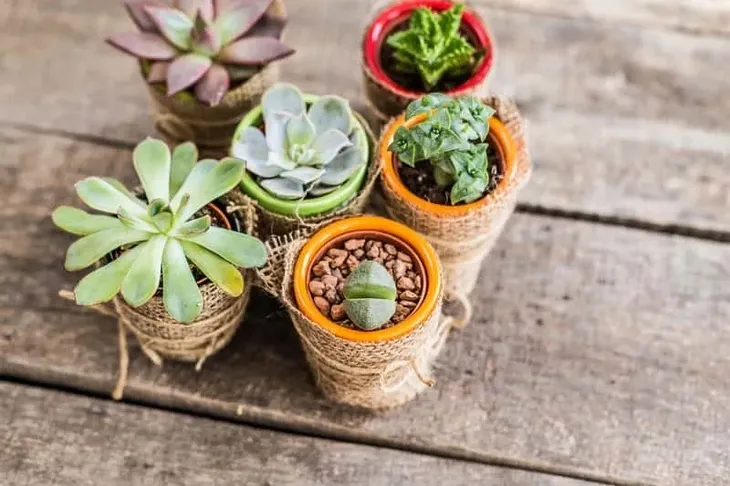 podloze-do-kaktusow-5l-compo-rodzaj-ziemia-uprawna-marka-compo