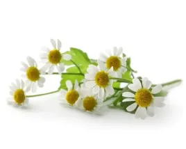 equiherbs-ziola-dla-koni-rumianek-kwiat-1-kg