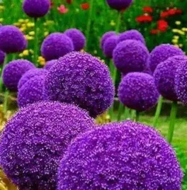 allium-czosnek-ozdobny-globemaster-fioletowy-24-1-szt-duza-cebula-zrowa