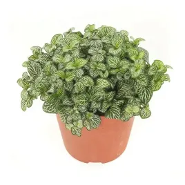 fittonia-zielono-biala-las-w-sloiku-szkle-10cm