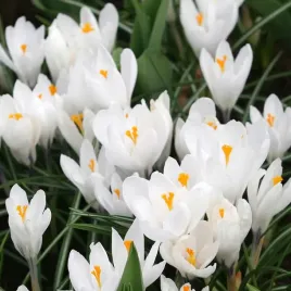 krokus-jeanne-darc-o-bialych-kwiatach-cebulki-kwiatow-50szt-krokusy