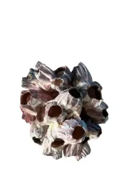 muszla-barnacle-do-akwarium-10x12x8cm-wyjatkowa-ozdoba-do-akwarium-m1