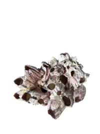 muszla-barnacle-do-akwarium-10x12x8cm-wyjatkowa-ozdoba-do-akwarium-m4