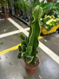 euphorbia-abyssinica-cites-24o-85cm-wilczomlecz-dla-koneserow