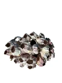 muszla-barnacle-do-akwarium-10x12x8cm-wyjatkowa-ozdoba-do-akwarium-m3