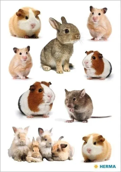 naklejka-decor-gryzonie