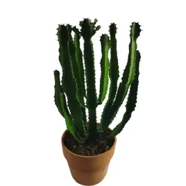 euphorbia-triangularis-wilczomlecz-24o-60cm-doniczka-terakota