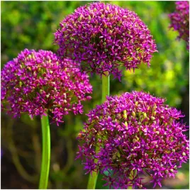 allium-czosnek-ozdobny-magic-filetowy-1-szt-duza-cebula-zrowa