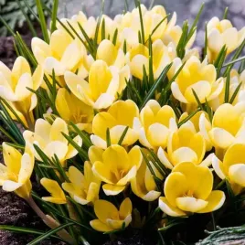 krokus-botaniczny-romance-5-szt-cebulki-cebule-kwiaty-zloty